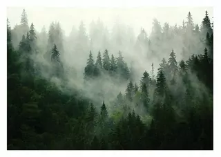 Fototapeta les v hmlách stromu DO spálne obyvacej izby 368 × 254
